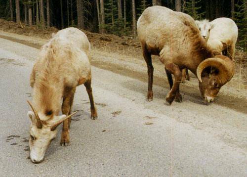 Goats Banff National Park