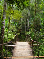 Andasibe rainforest