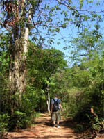 Ankarafantsika