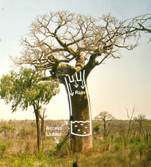 A modified baobab