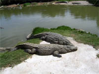 Crocodile farm