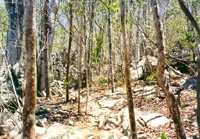 Dry forest