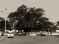 Majunga’s Baobab