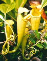 Pitcher plants (plants that eat insects)