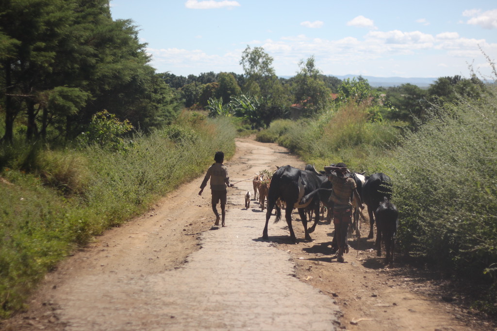 Children and cattle