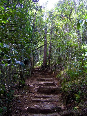 Improvised stairs in the rainforest
