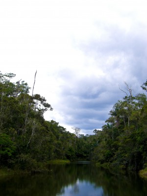 River running across the rainforest