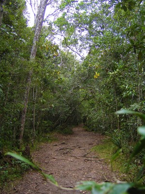 More rainforest