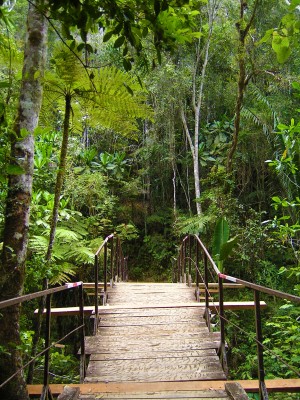 Rainforest bridge