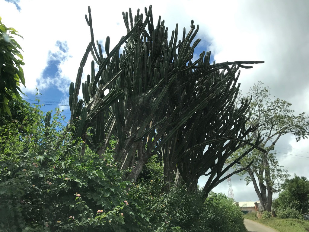 Large cactus