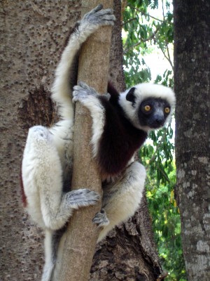 Sifaka Lemur (Ankarafantsika)