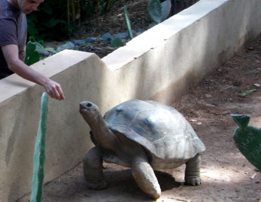 Huge turtle (Croc Farm in Tana)