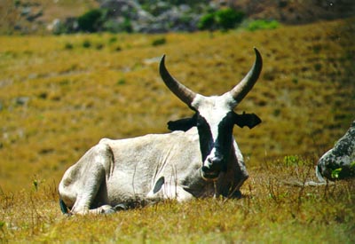 Zebu (Evatra)