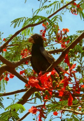 Parrot (Ambato Boeni)