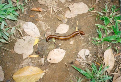 Millipede (Sambava rainforest)