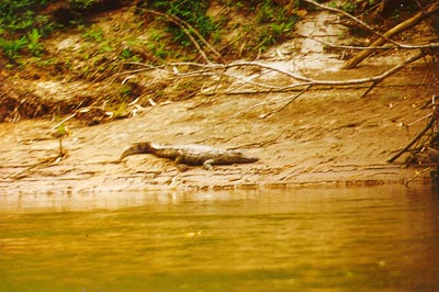 Crocodile in the wild (Sambava rainforest)