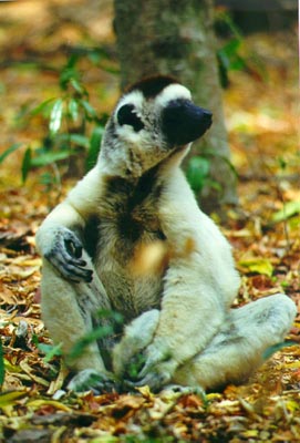 Sifaka lemur (Kaleta Reserve)