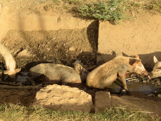 Pigs (Ambato Boeni)