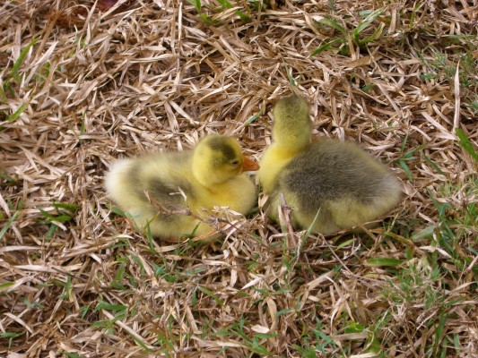 Goslings