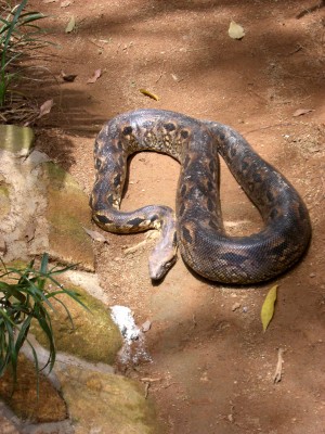 Snake (Crocodile farm in Tana)