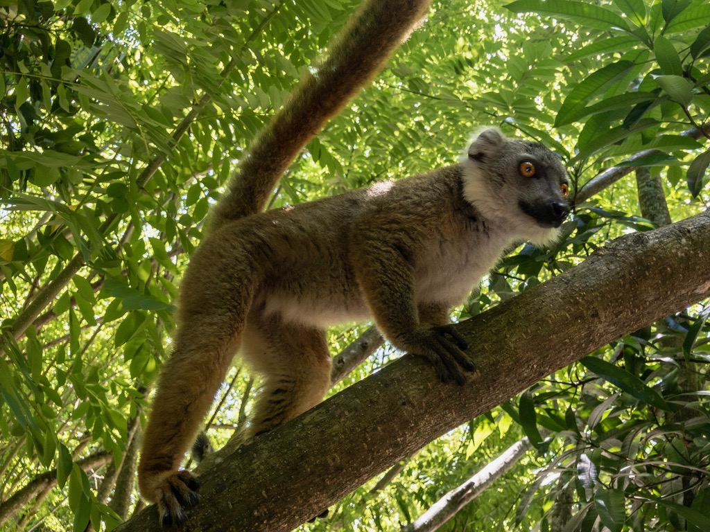 Brown lemur (Palmarium, Akanin ny Nofy / Manambato)