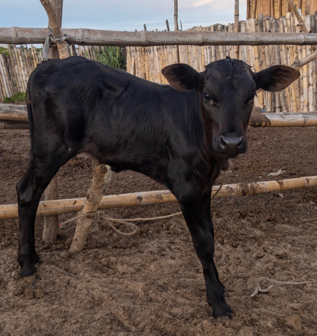 Calf (Tamatave)