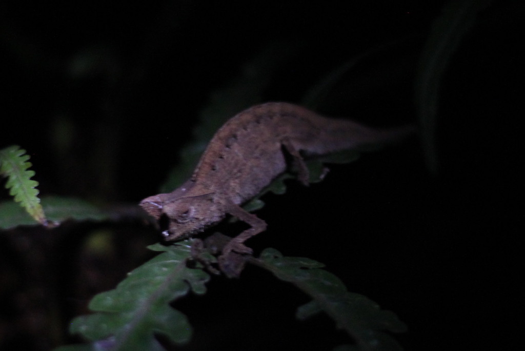 Chameleon at night (Andasibe)