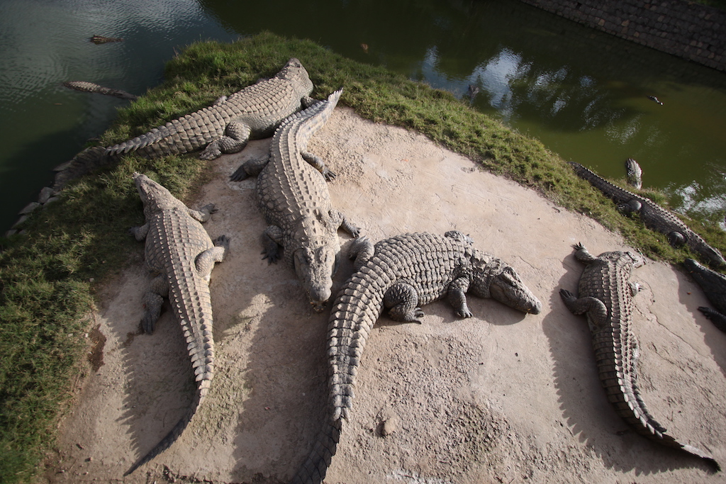 Crocodiles (Croc Farm, Tana)