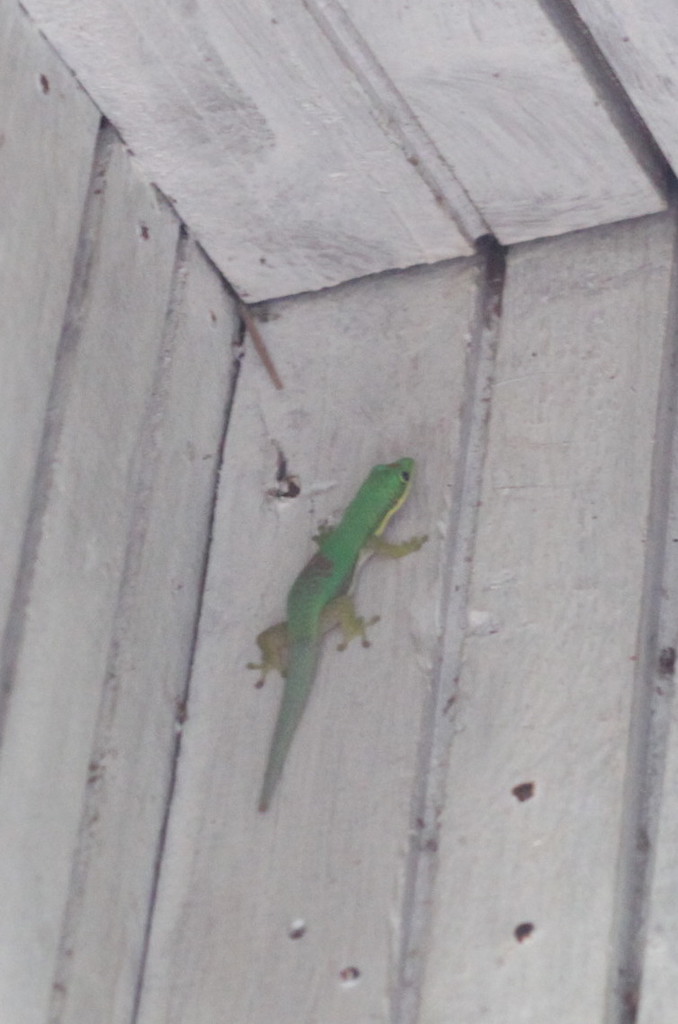 Gecko