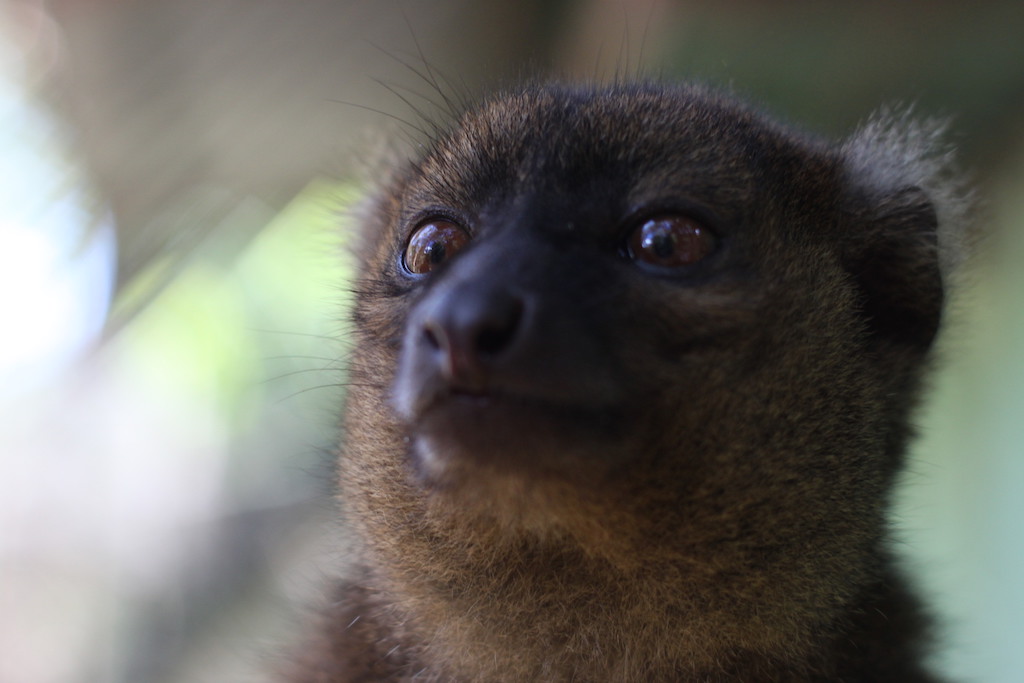 Golden Bamboo Lemur (Ivoloina)