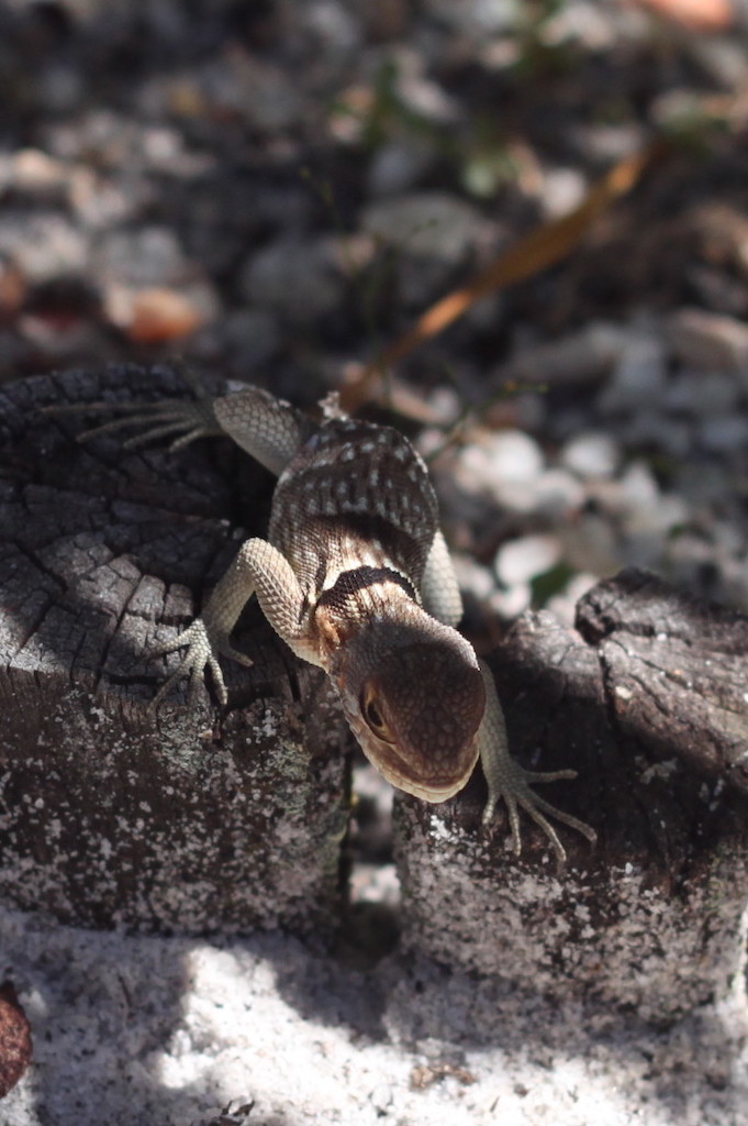 Iguana (Croc Farm, Tana)