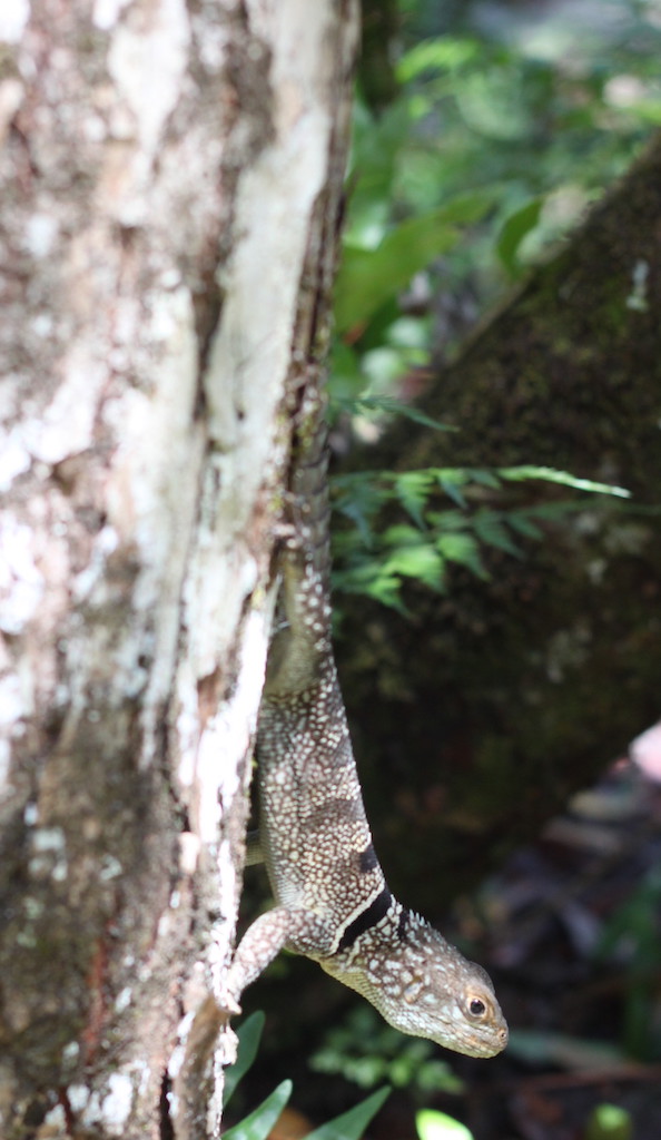 Iguana (Palmarium, Akanin ny Nofy / Manambato)