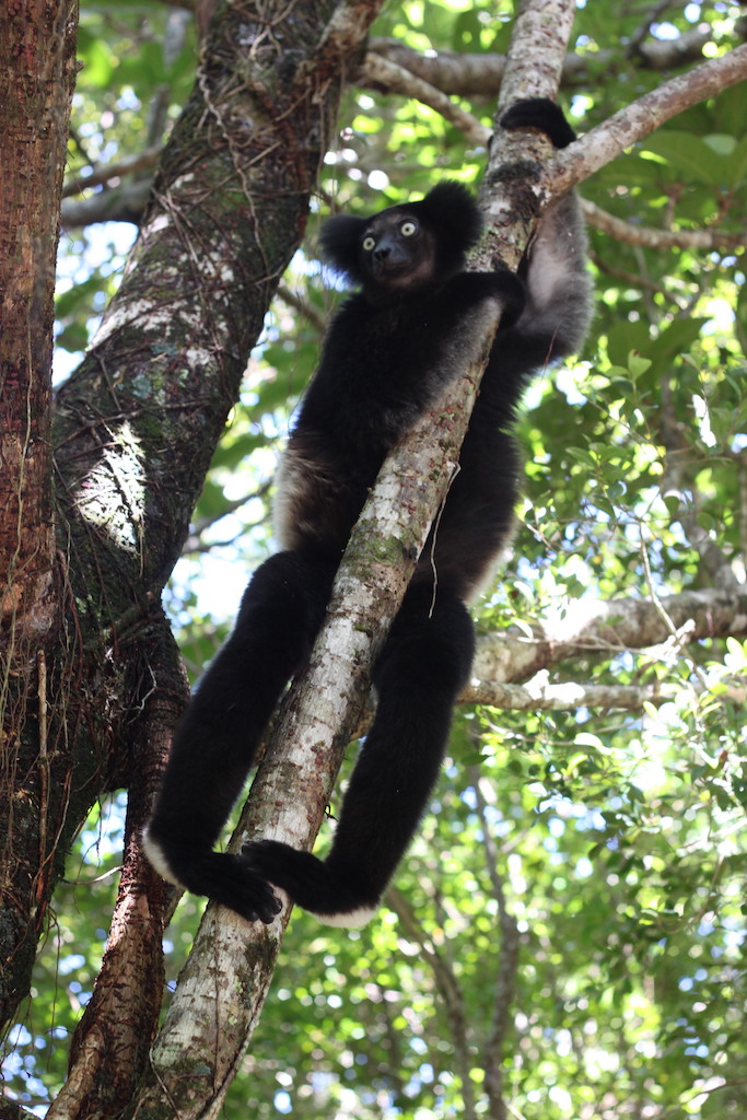 Indri Lemur (Palmarium, Akanin ny Nofy / Manambato)