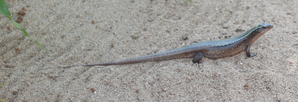 Lizard (Croc Farm, Tana)