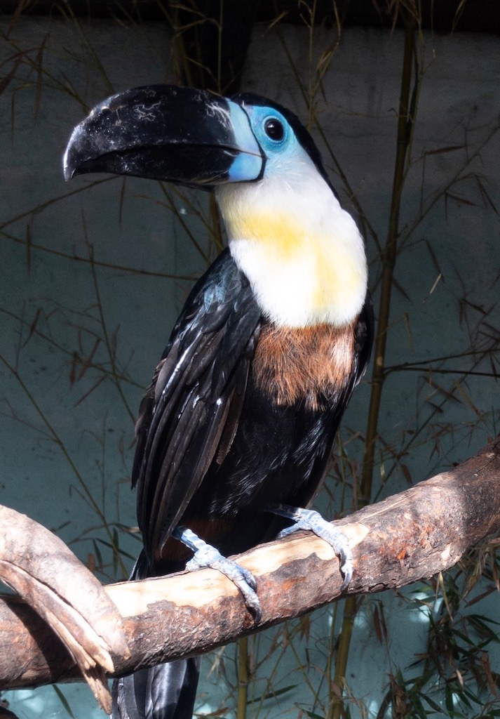 Tucan (Croc Farm, Tana)