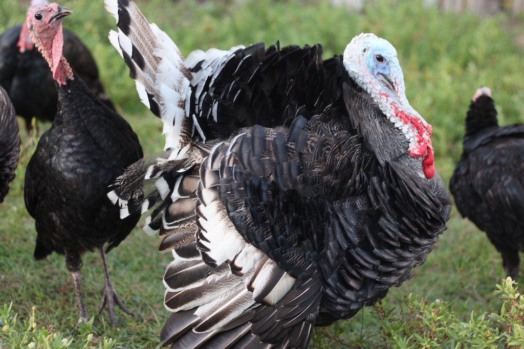 Turkeycock (Tamatave)