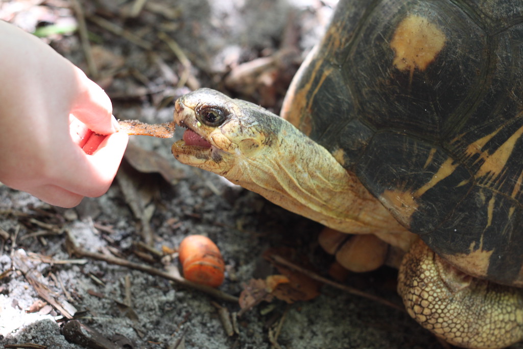 Turtle (Palmarium, Akanin ny Nofy / Manambato)