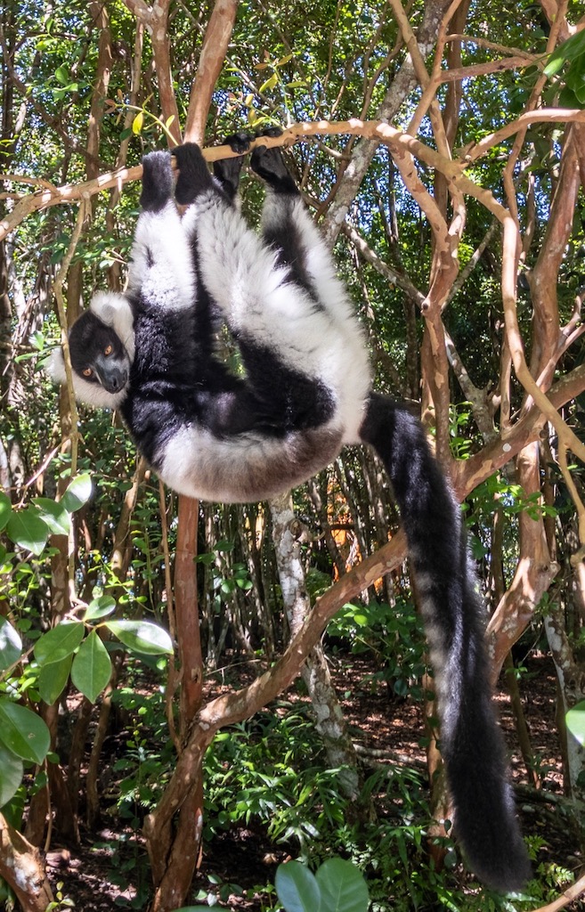 Vari Lemur (Palmarium, Akanin ny Nofy / Manambato)