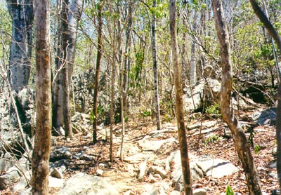 Ankarana dry forest