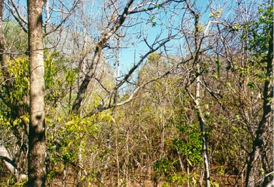 Ankarana forest