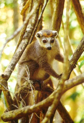 Golden crowned lemur