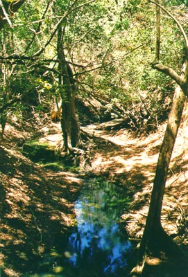 River in Ankarana
