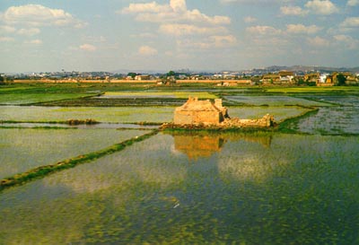 Tana rice fields