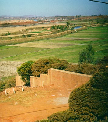 Rice fields during the dry season