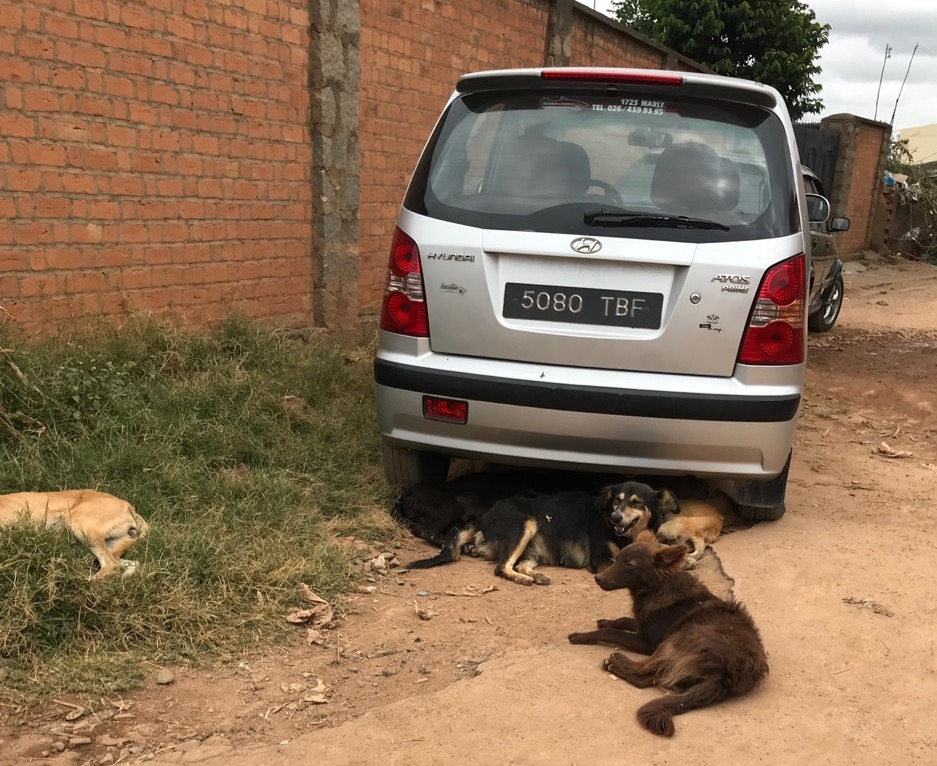 Street dogs (quiet during the day, loud during the night)