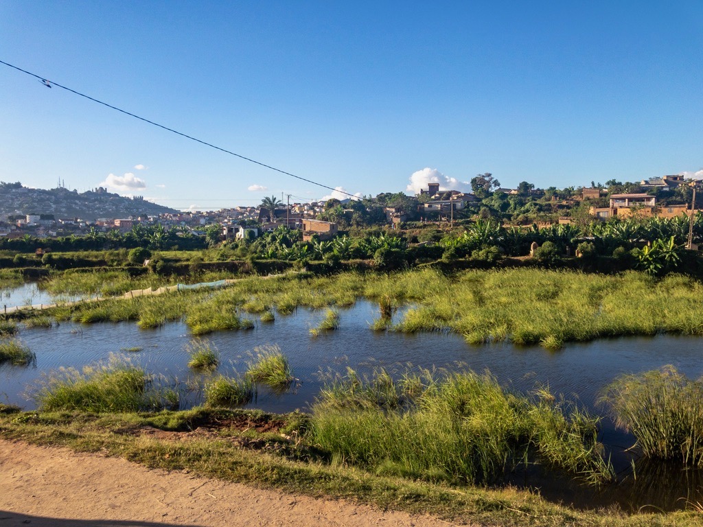 Former rice fields