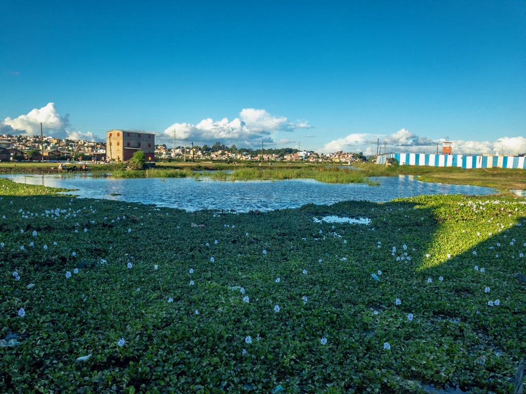 Water hyacinths