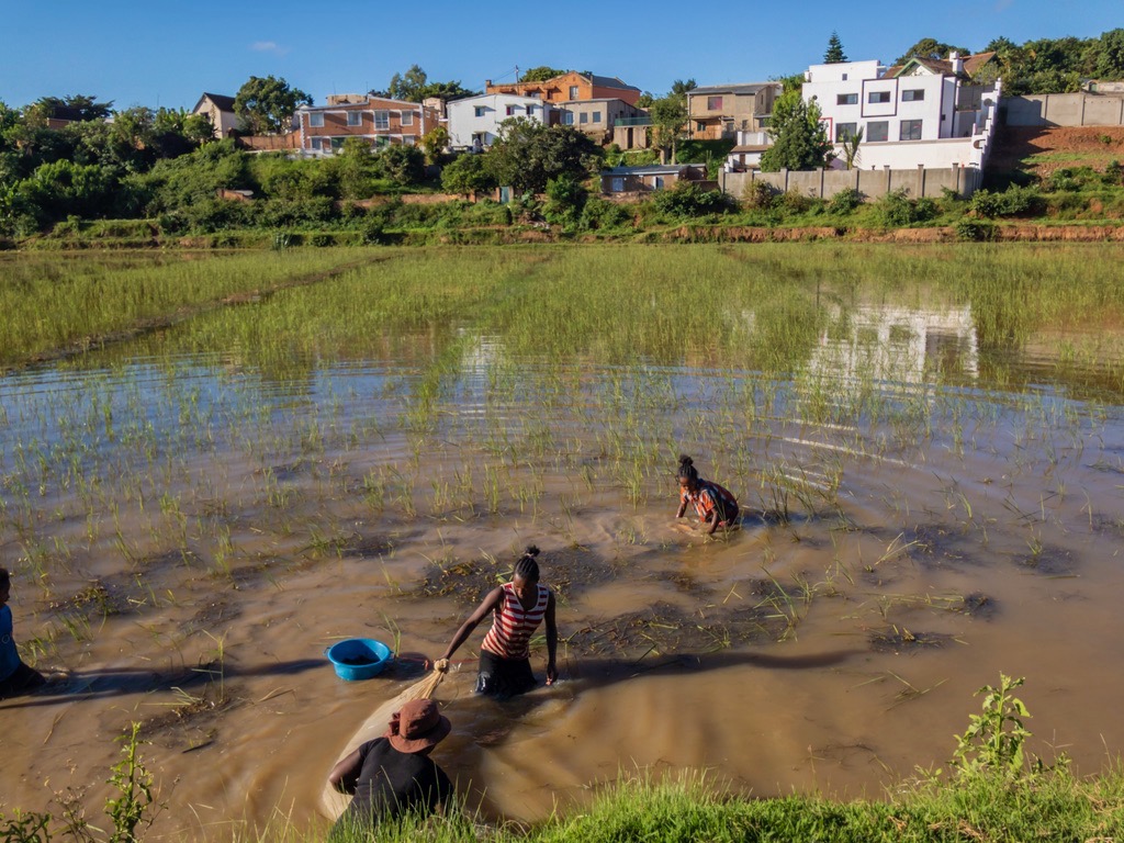 Hunting for crabs