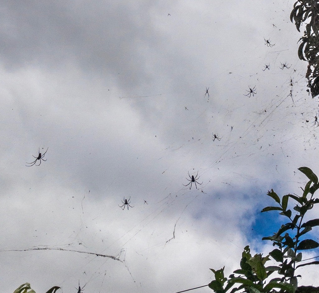 Fat spiders (the biggest ones are about 10cm wide)