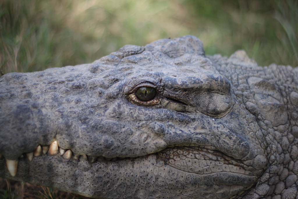 Closeup of a crocodile